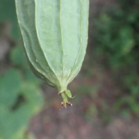 Luffa acutangula (L.) Roxb.